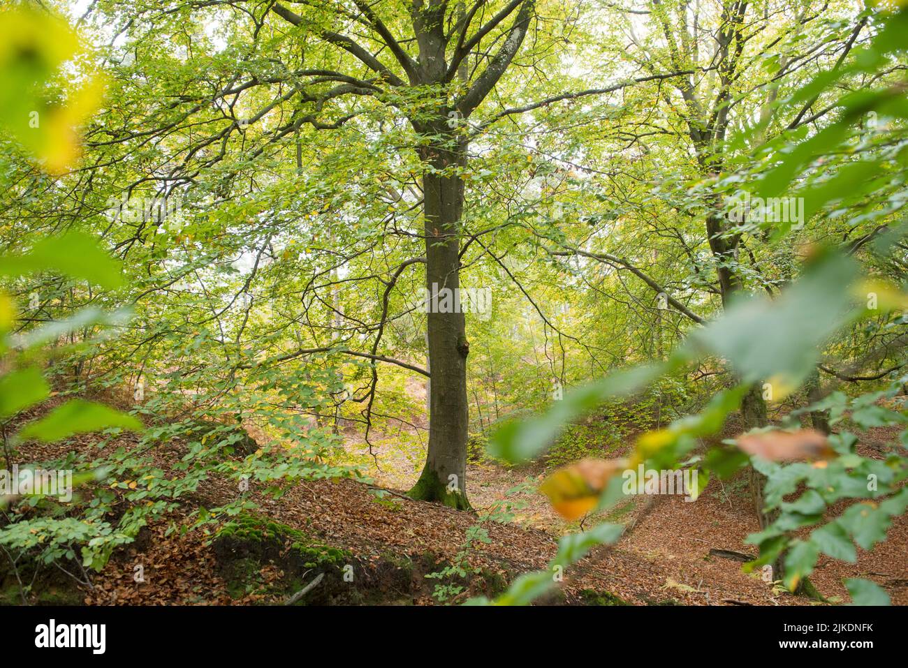 Beech grove, Forest of Rambouillet, Haute Vallee de Chevreuse Regional Natural Park, Yvelines