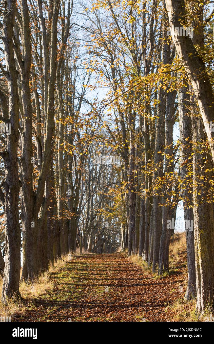 Alley lined with horse chestnut trees, Park of the Chateau of Nogent-le-Roi, Eure-et-Loir department, Centre-Val-de-Loire region, France, Europe. Stock Photo