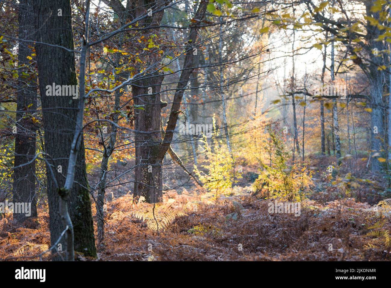Forest of Rambouillet, Haute Vallee de Chevreuse Regional Natural Park, Yvelines department, Ile-de-France region, France, Europe. Stock Photo
