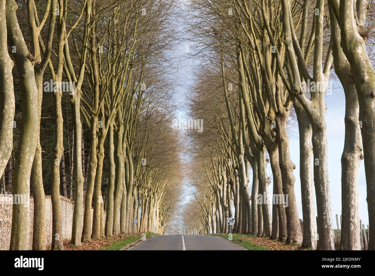 Departmental road lined with plane trees, Yvelines department, Ile-de-France region, France, Europe. Stock Photo
