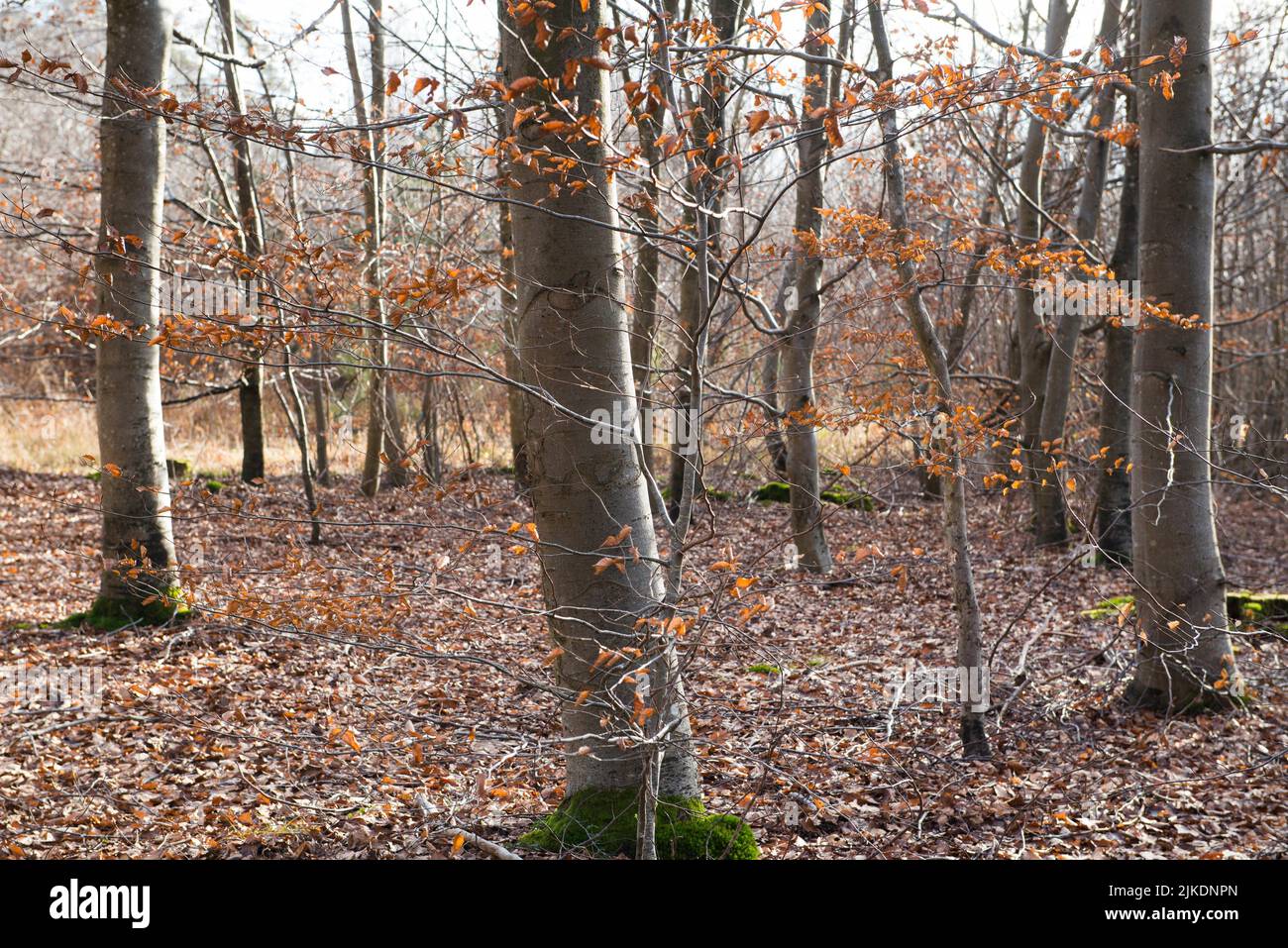 Undergrowth of beech trees, Forest of Rambouillet, Haute Vallee de Chevreuse Regional Natural Park, Yvelines department, Ile-de-France region, Stock Photo