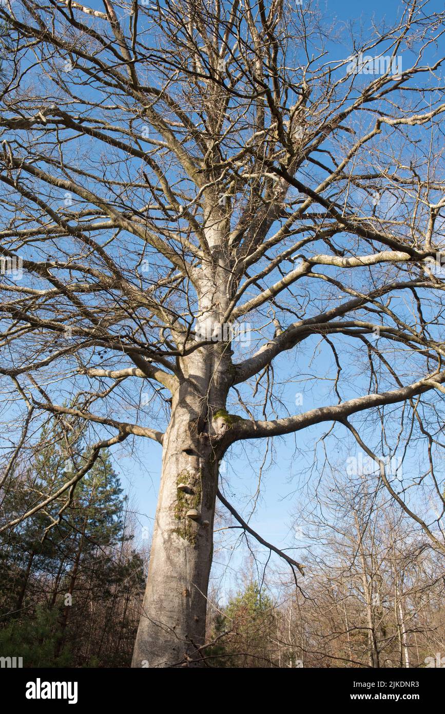 Old bare beech tree, Forest of Rambouillet, Haute Vallee de Chevreuse Regional Natural Park, Yvelines department, Ile-de-France region, France, Stock Photo