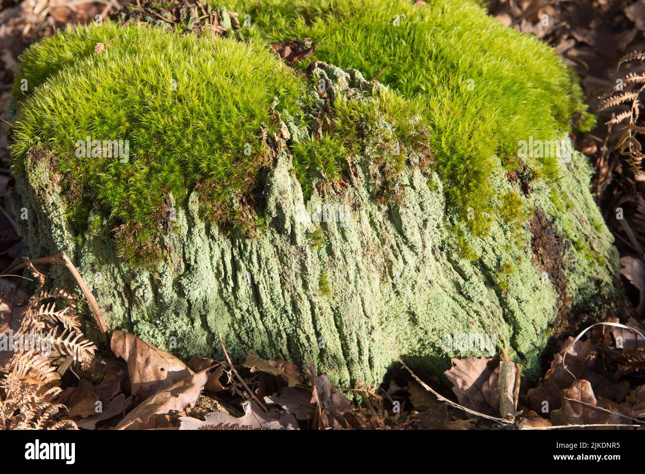 Old stump covered with moss, Forest of Rambouillet, Haute Vallee de Chevreuse Regional Natural Park, Yvelines department, Ile-de-France region, Stock Photo