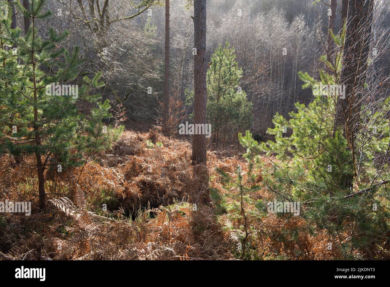Pine tree grove in the Forest of Rambouillet, Haute Vallee de Chevreuse Regional Natural Park, Yvelines department, Ile-de-France region, France, Stock Photo