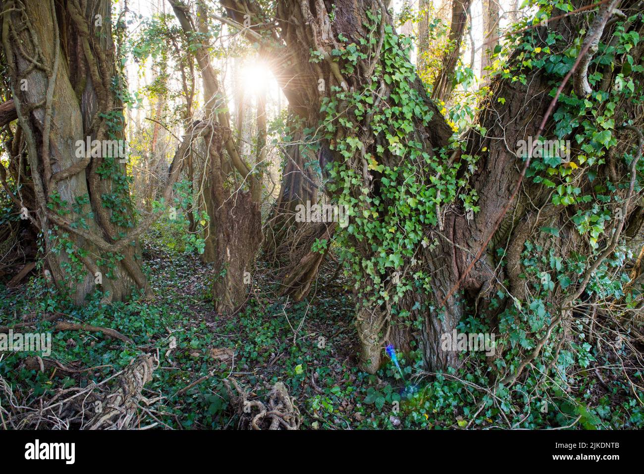 Undergrowth invaded by climbing ivy, Eure-et-Loir department, Centre-Val-de-Loire region, France, Europe. Stock Photo