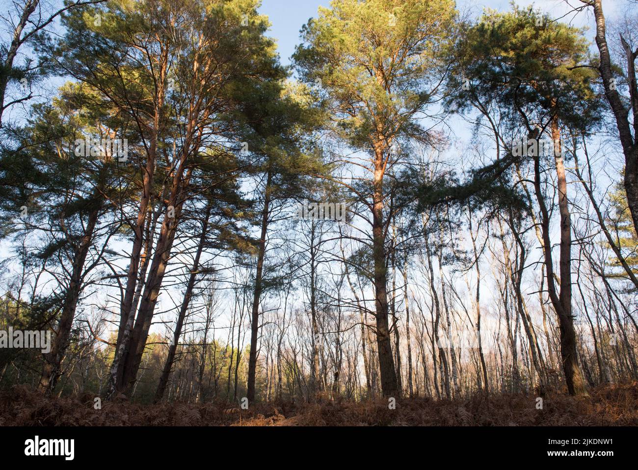 Pine tree grove in the Forest of Rambouillet, Haute Vallee de Chevreuse Regional Natural Park, Yvelines department, Ile-de-France region, France, Stock Photo