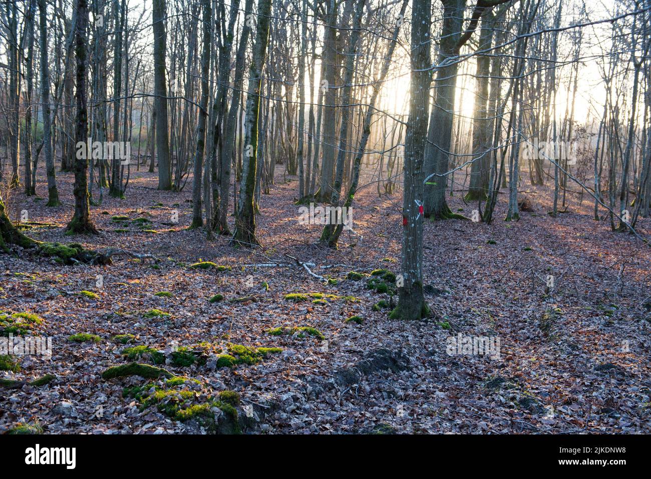 Hornbeam grove in the Forest of Rambouillet, Haute Vallee de Chevreuse Regional Natural Park, Yvelines department, Ile-de-France region, France, Stock Photo