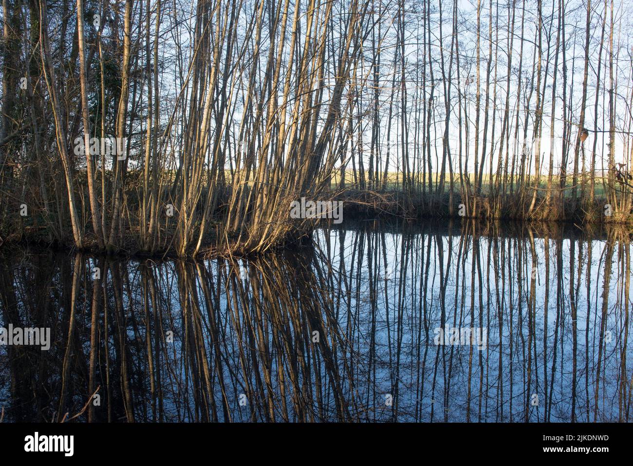 Pond surrounded by young trees, Eure-et-Loir department, Centre-Val-de-Loire region, France, Europe. Stock Photo