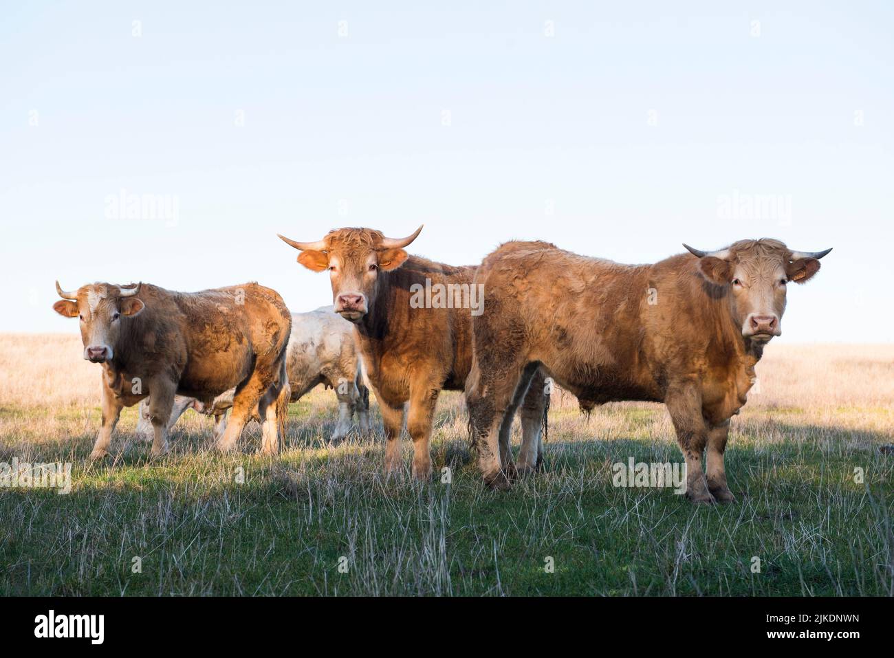 Limousin cattle in meadow, Eure-et-Loir department, Centre-Val-de-Loire region, France, Europe. Stock Photo