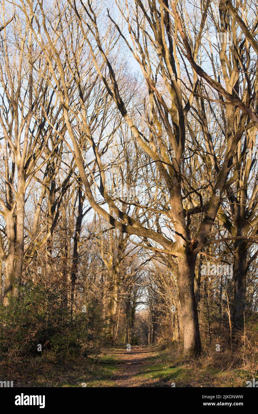Path lined with large bare oaks, Forest of Rambouillet, Haute Vallee de Chevreuse Regional Natural Park, Yvelines department, Ile-de-France region, Stock Photo