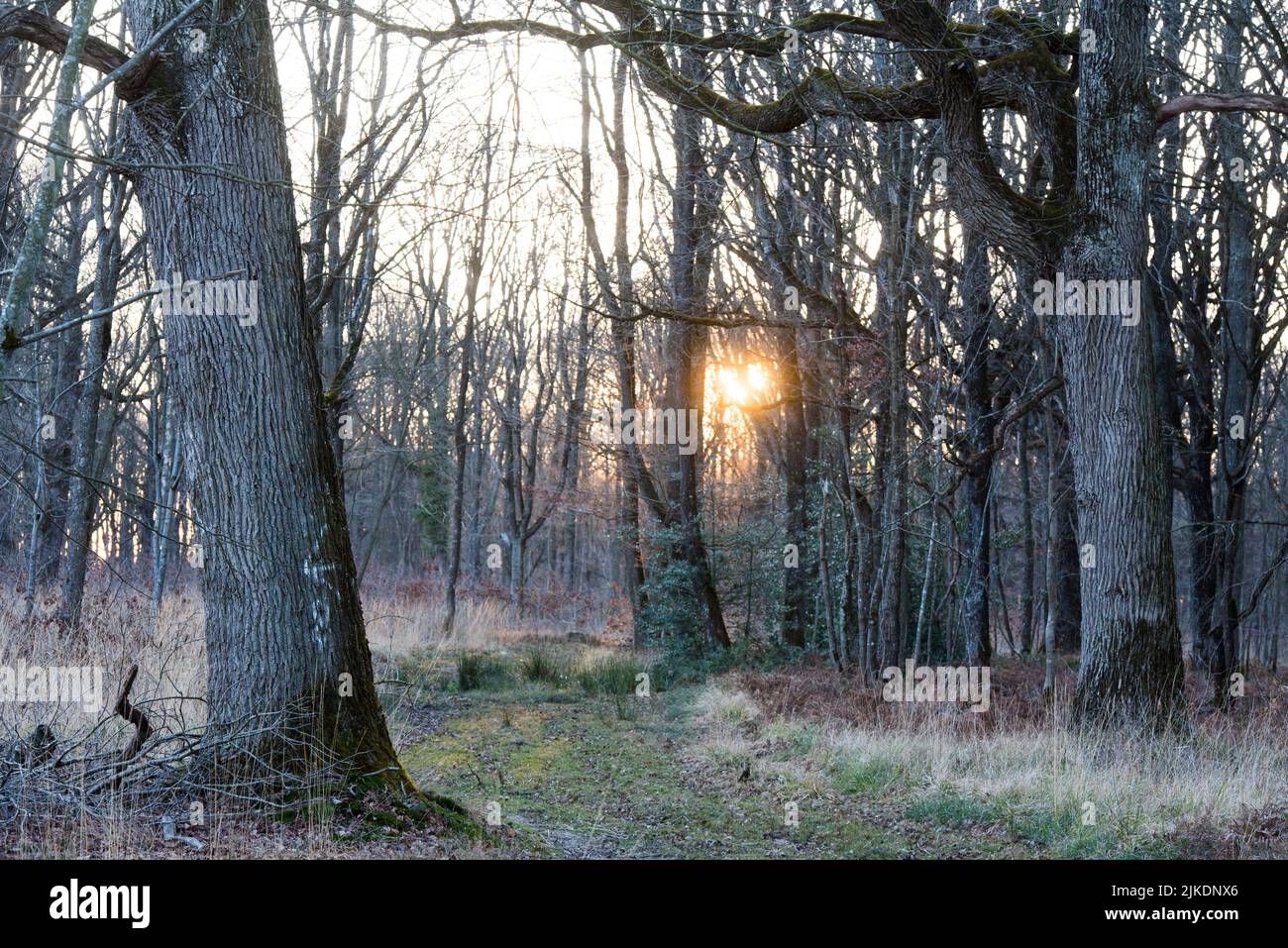 Forest path at sunset, Forest of Rambouillet, Haute Vallee de Chevreuse Regional Natural Park, Yvelines department, Ile-de-France region, France, Stock Photo