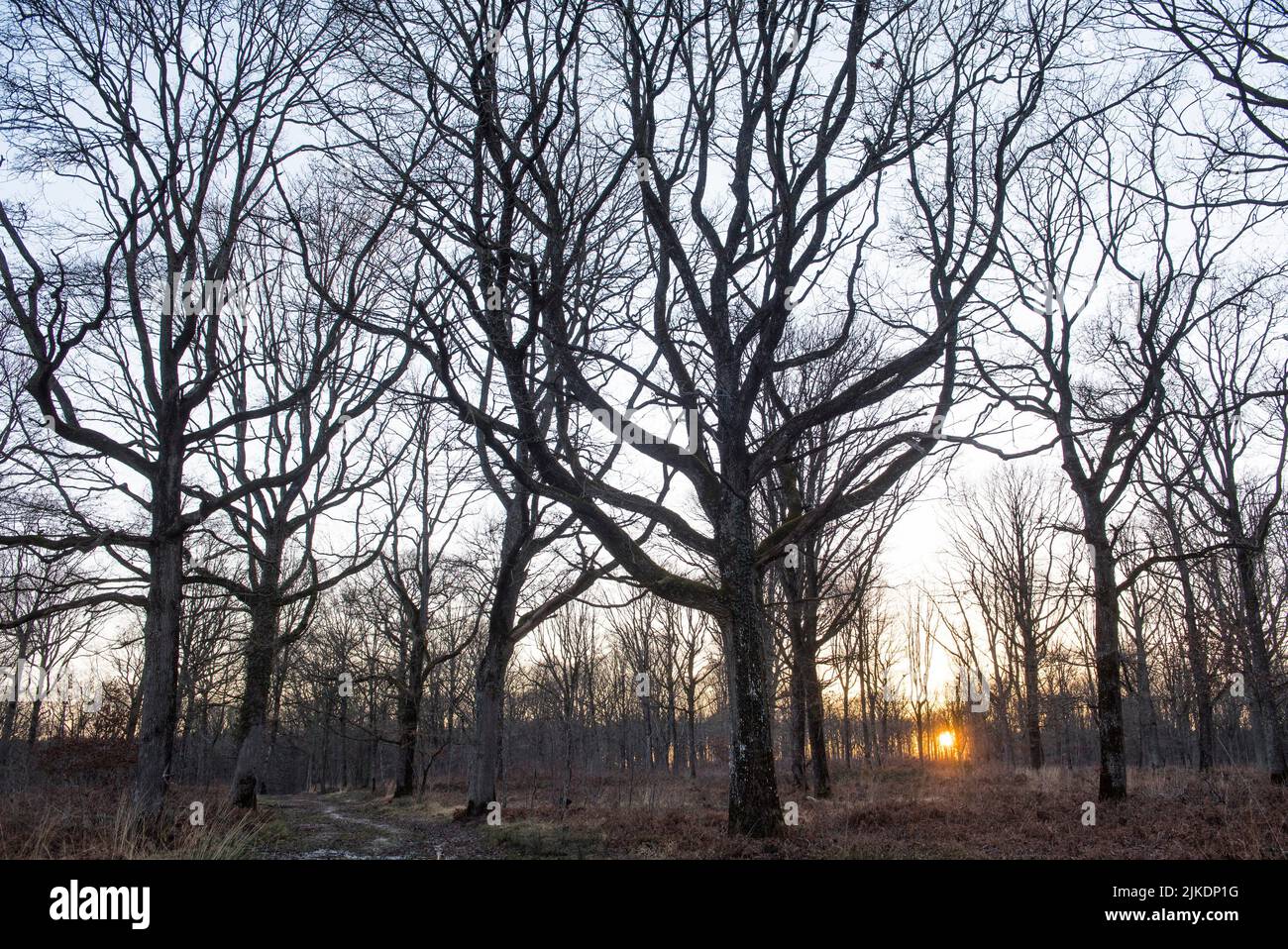 Bare oaks in winter, Forest of Rambouillet, Haute Vallee de Chevreuse Regional Natural Park, Yvelines department, Ile-de-France region, France, Stock Photo