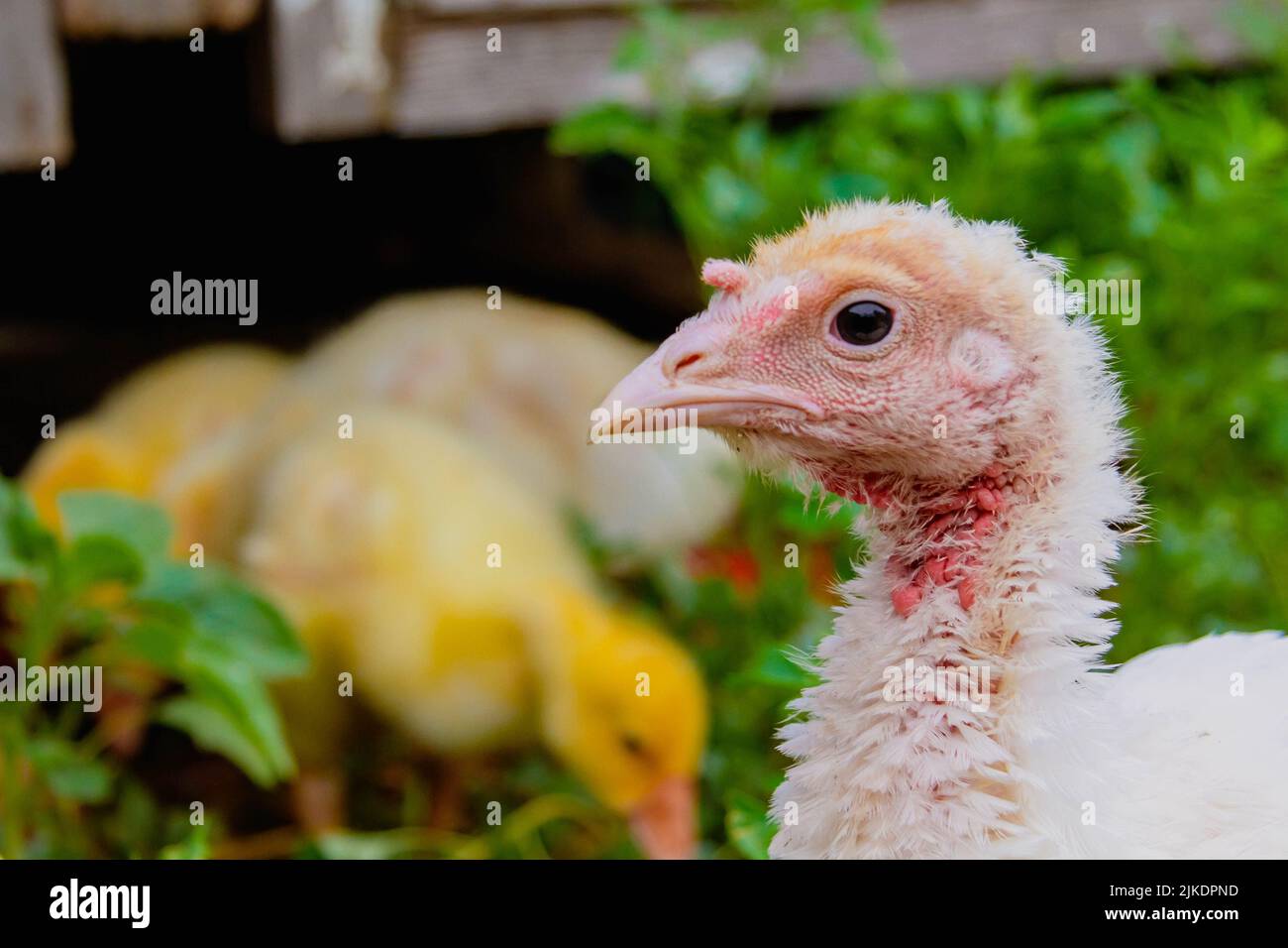 Turkey cubs. Little turkeys. Feeding and caring for birds. Poultry farm