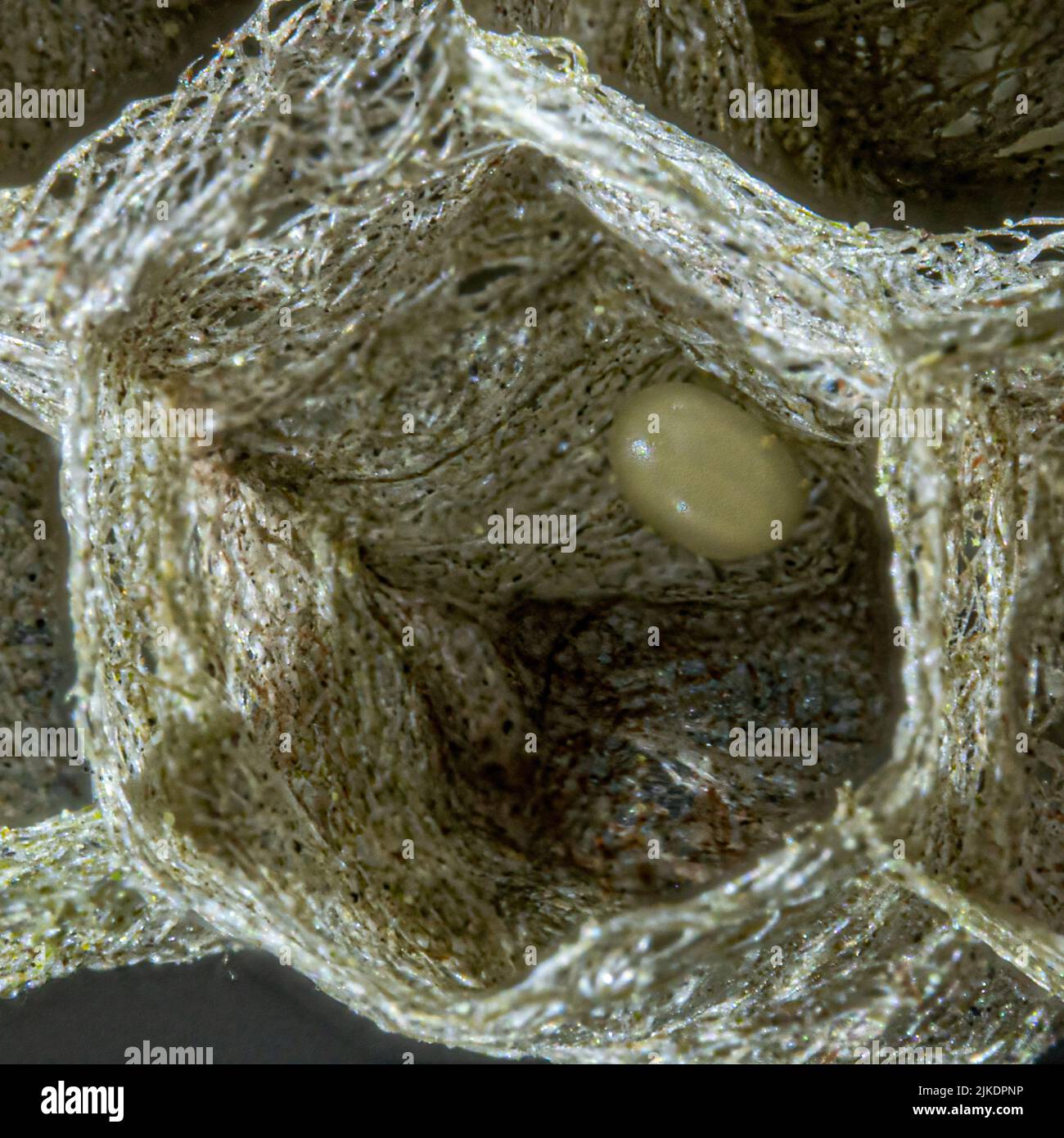 A closeup of inside a wasp nest showing hexagonal structure and a small ...
