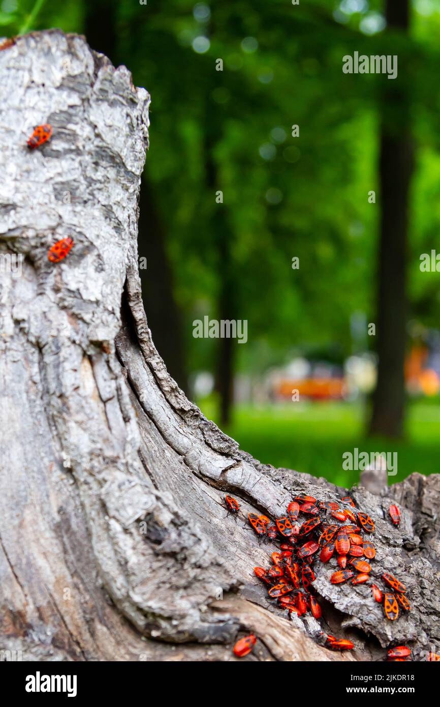 Red beetles. A flock of beetles sits on a stump. insects in the sun ...