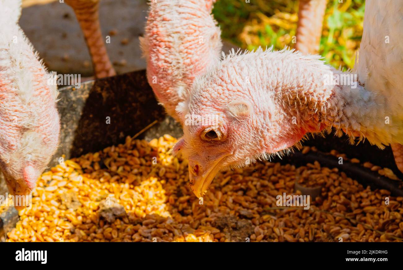 Turkey cubs. Little turkeys. Feeding and caring for birds. Poultry farm