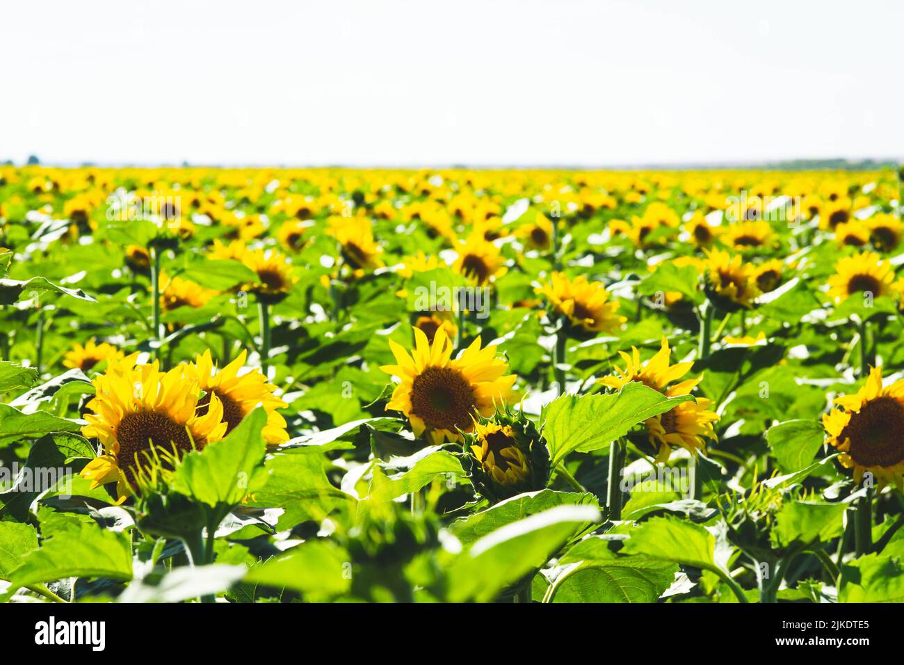 Sunflower cultivation. Sunflower blooms in the field. Farm for the