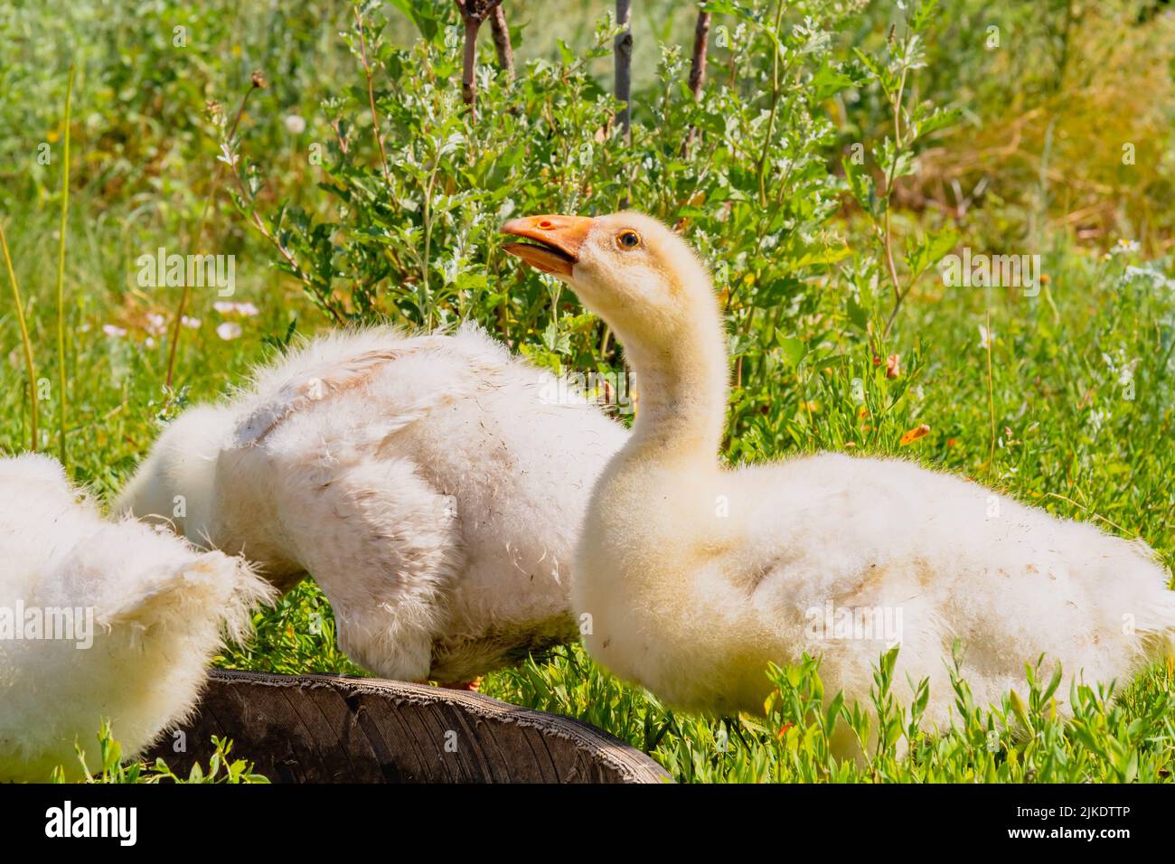 Gosling. Poultry farm for breeding geese. Little goose chicks in the grass. Feeding and caring