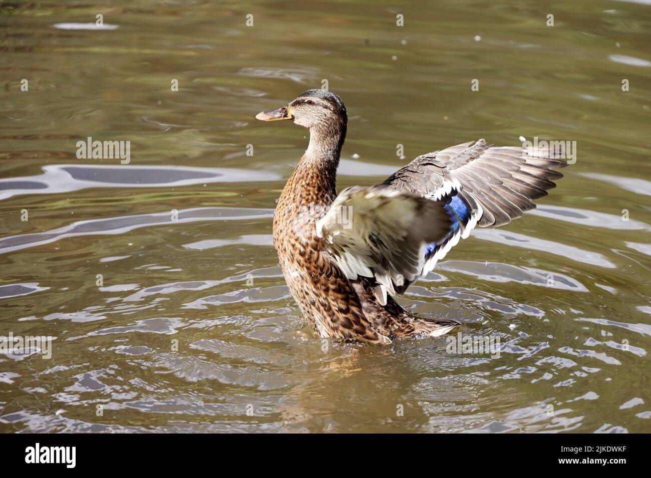 Mallard duck flapping wings and splashing in water. Female duck on a lake in summer Stock Photo