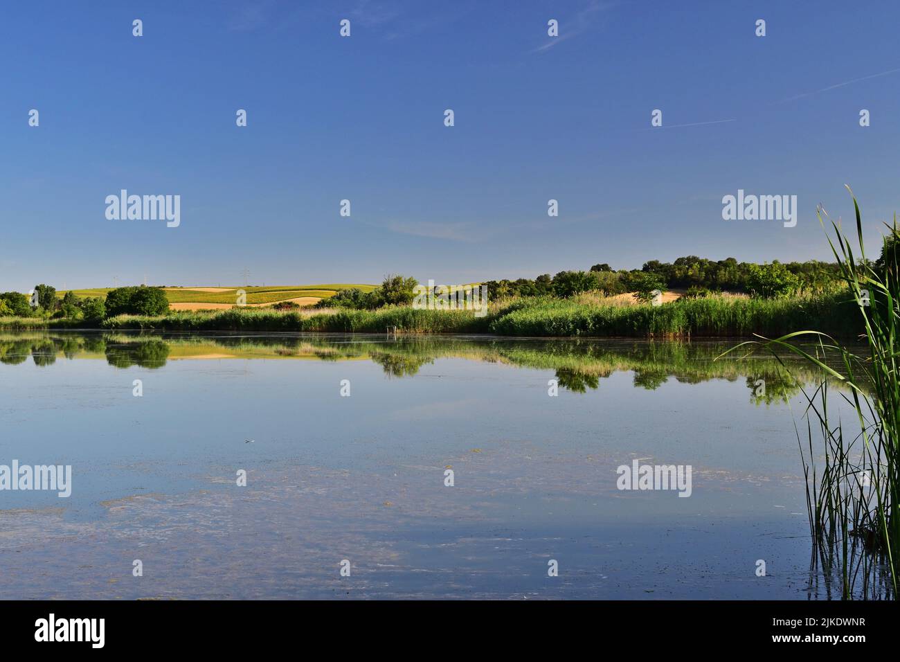 Pacsmag lakes naural reserve, waterfowl habitat in Tolna, Hungary on a summer morning Stock Photo