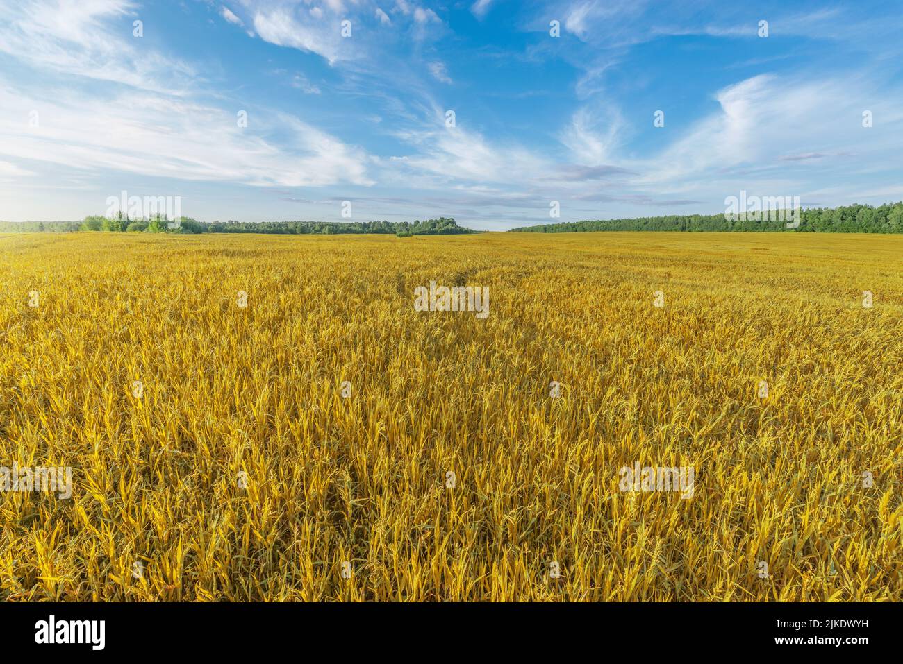 Dry grass on the field at sunset. Stock Photo