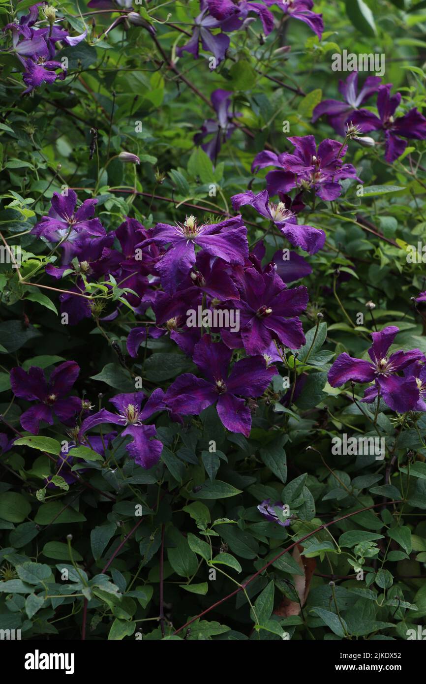 Blooming Purple flowers Clematis integrifolia Stock Photo