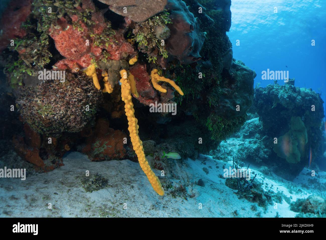 Sponge Stock Photo