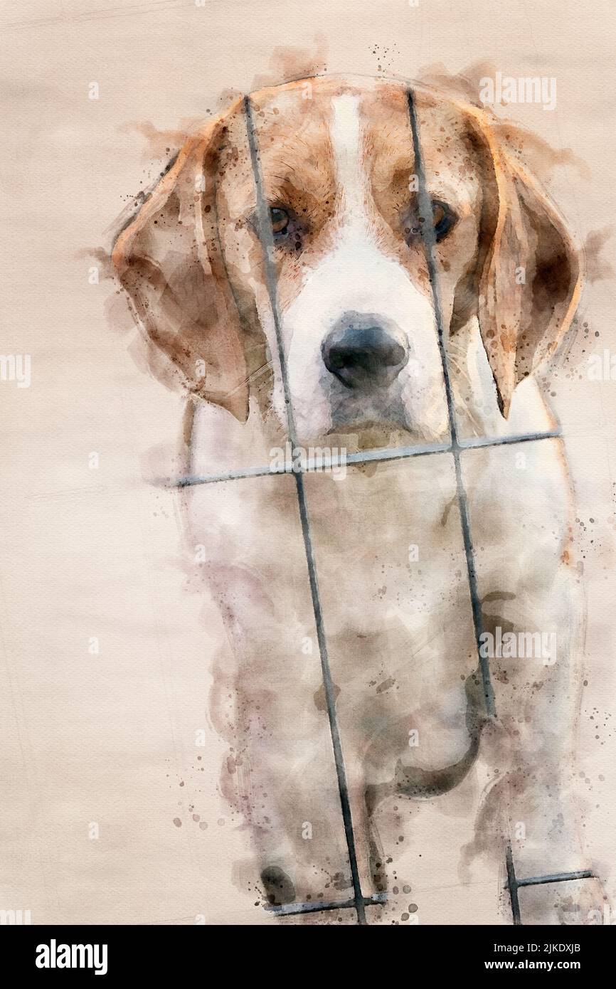 Watercolor painting of a beagle dog in cage, behind the bars or fence Stock Photo