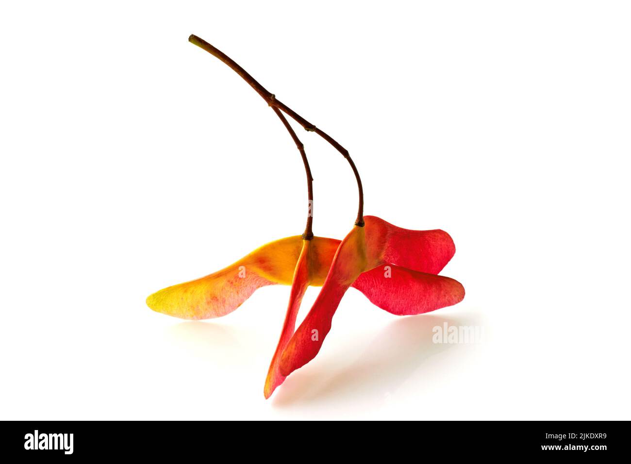 Fancy three-lobed and two-lobed maple seed pods in bright red yellow color isolated on white background Stock Photo