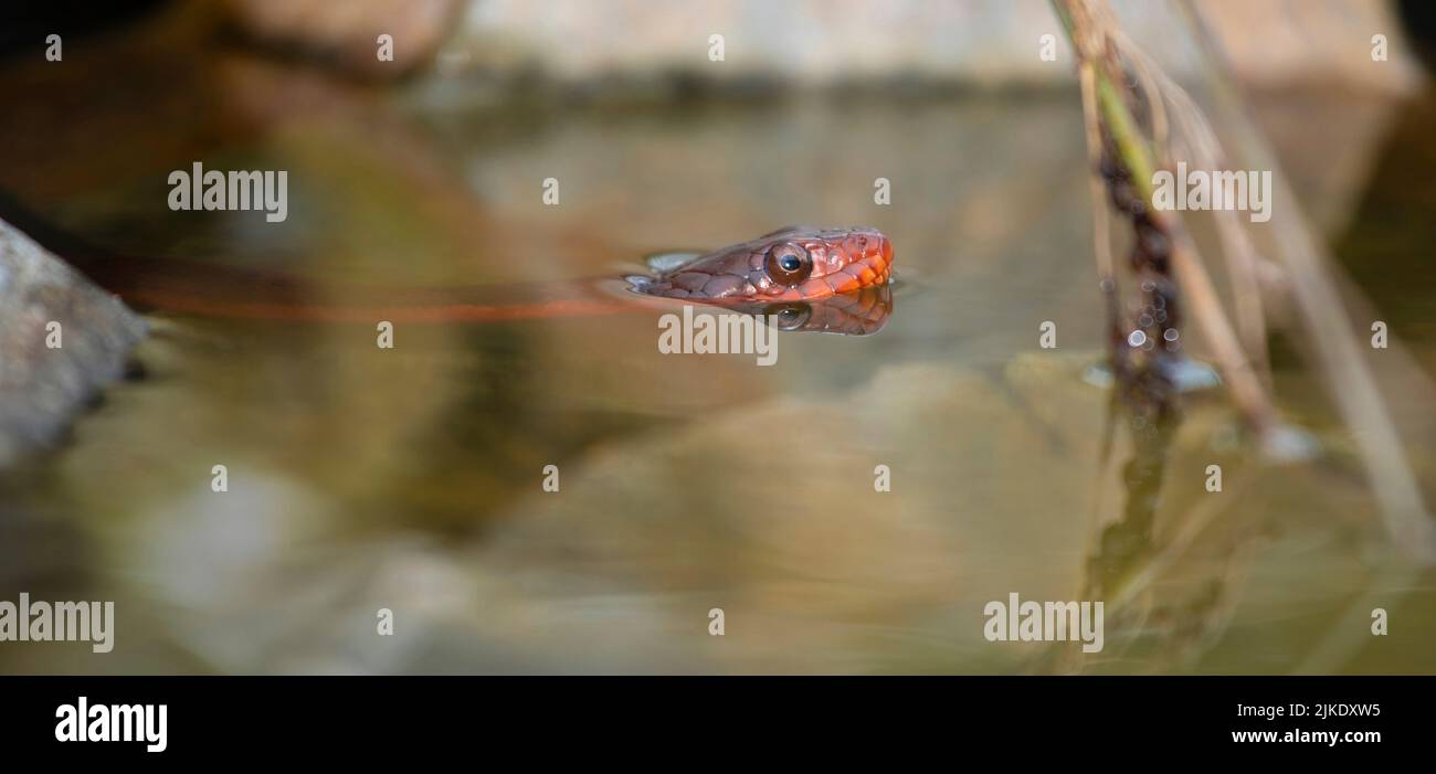 Red-bellied watersnake in a shallow pool of water Stock Photo