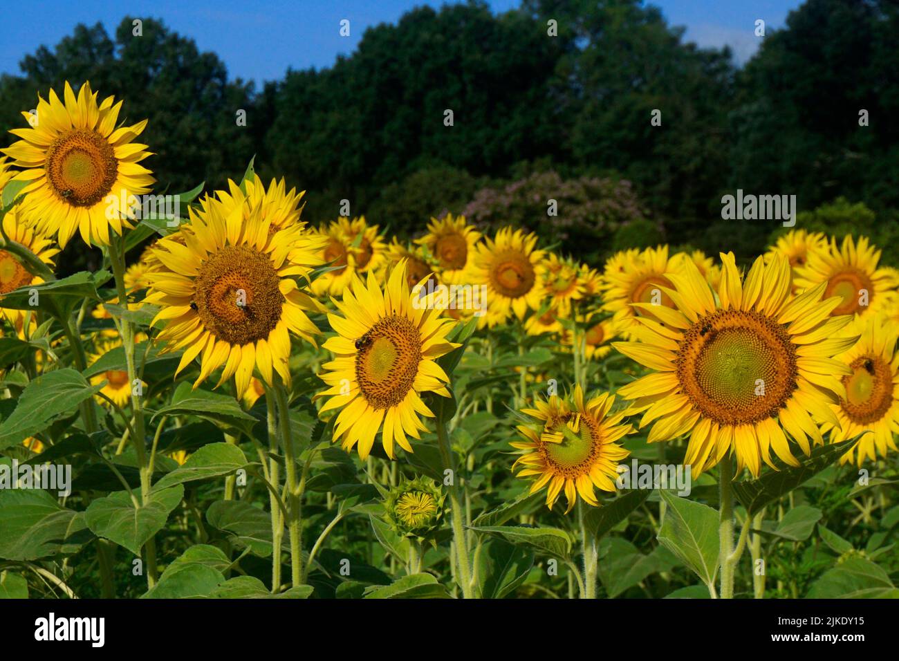 Selective focus on a row of sunflowers being visited by bumble bees on a summer day Stock Photo