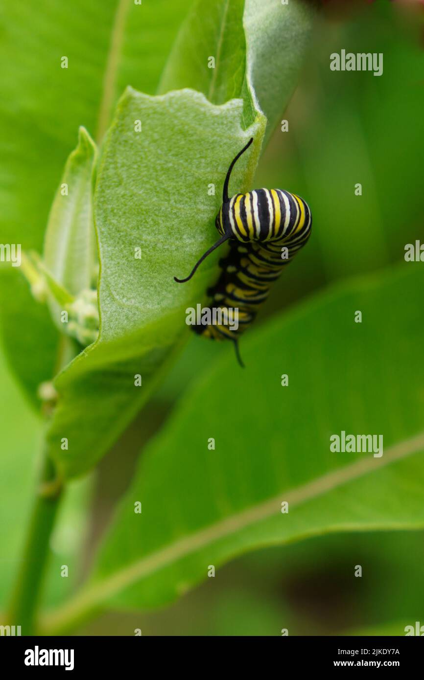 Selective focus on a monarch catepillar feeding on a milkweed plant Stock Photo