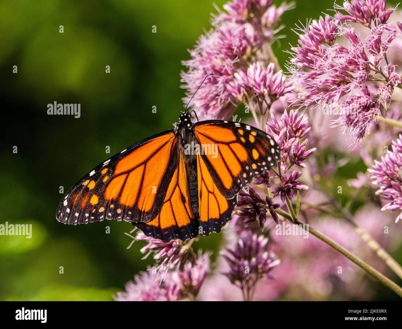 Monarch butterfly on sweet Joe-Pye weed flowers. Stock Photo