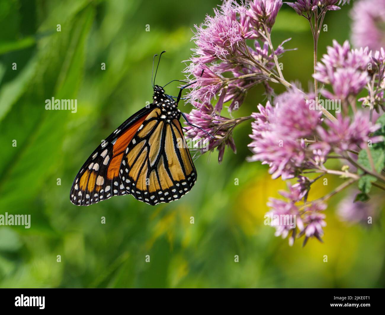 Monarch butterfly on sweet Joe-Pye weed flowers. Stock Photo