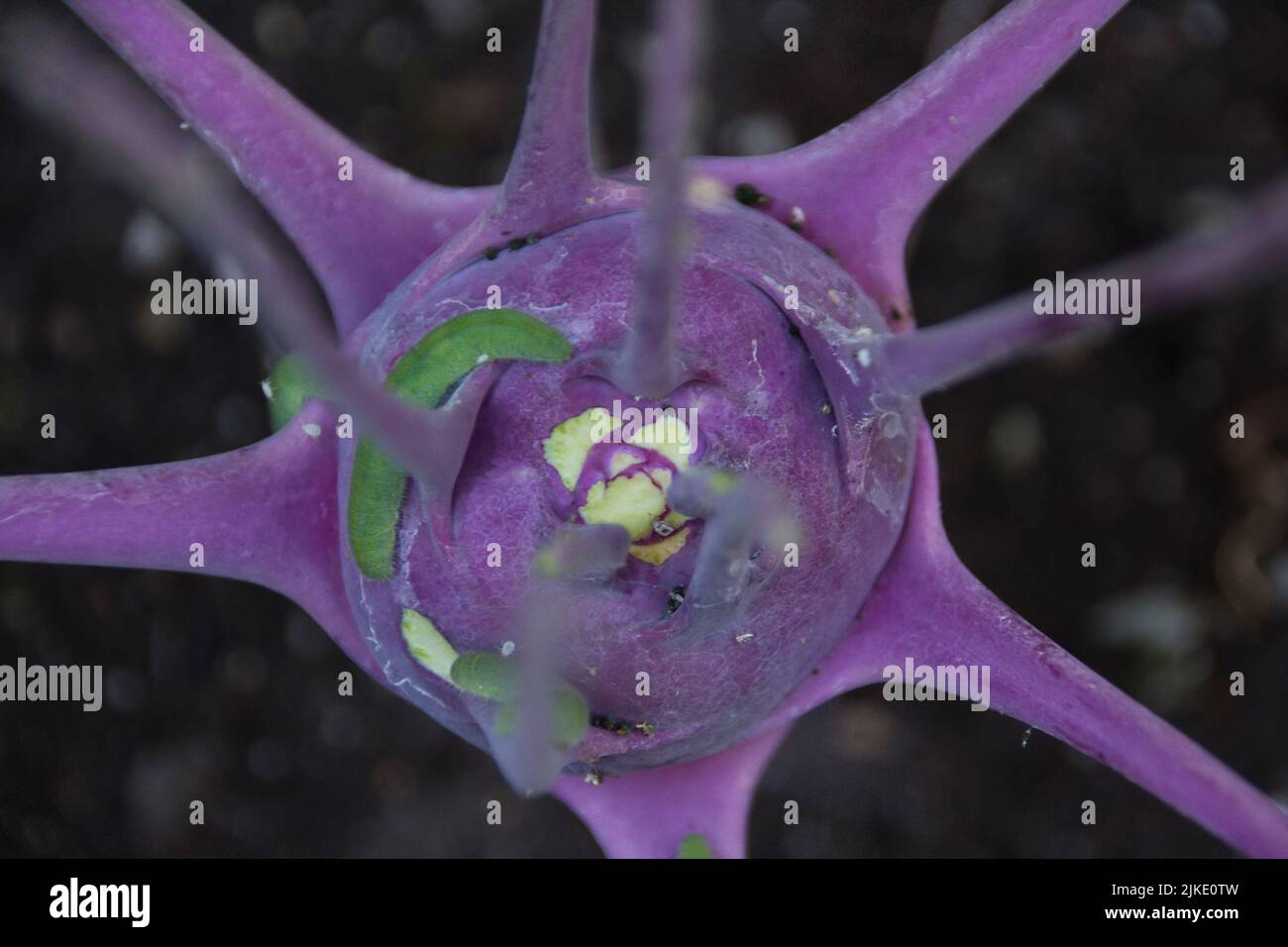 Green caterpillar eating violet cabbage and its leaves Stock Photo Alamy