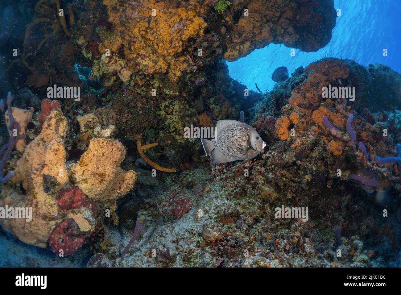 Grey Angelfish Stock Photo