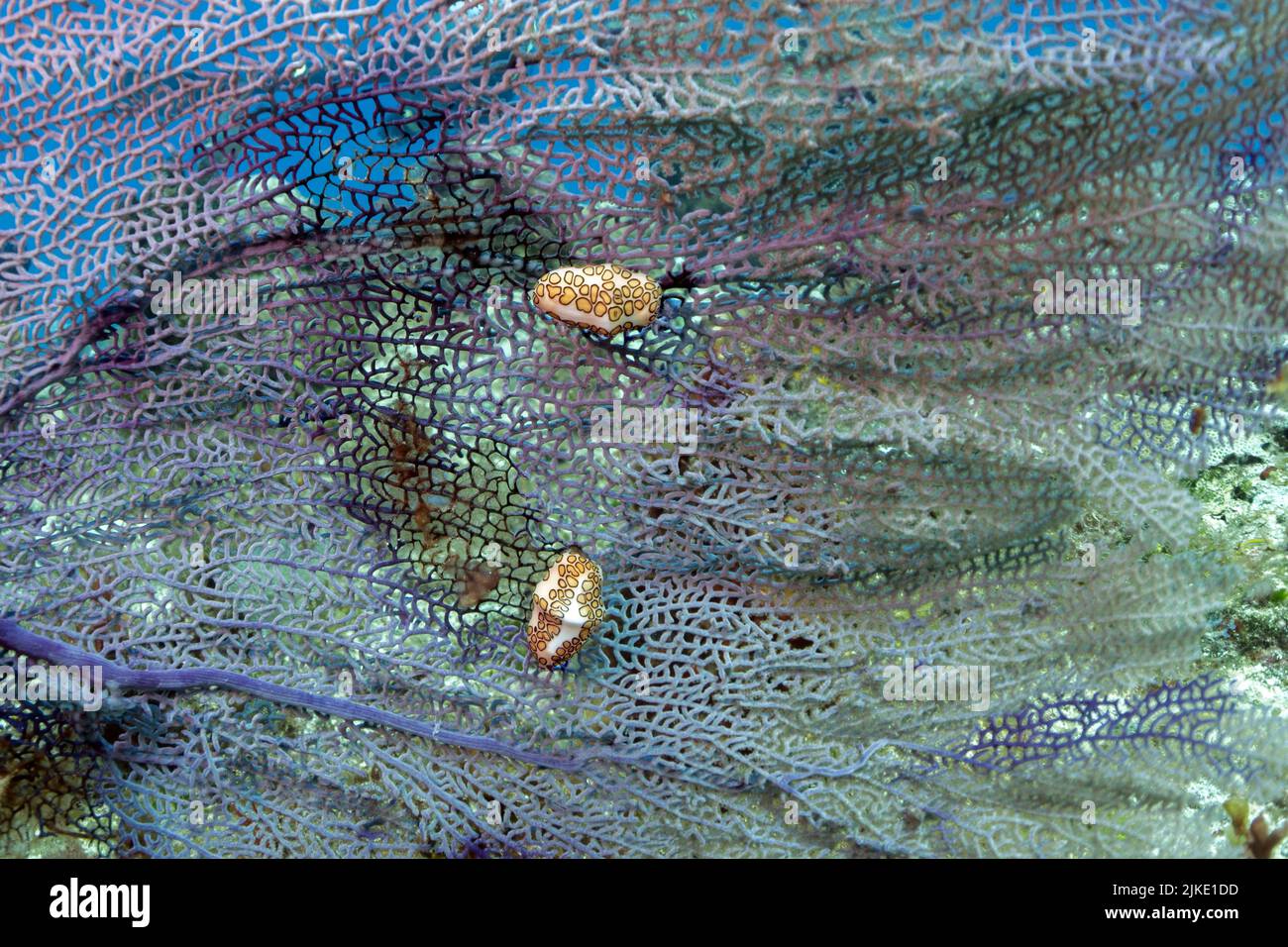 Flamingo Tongue Stock Photo