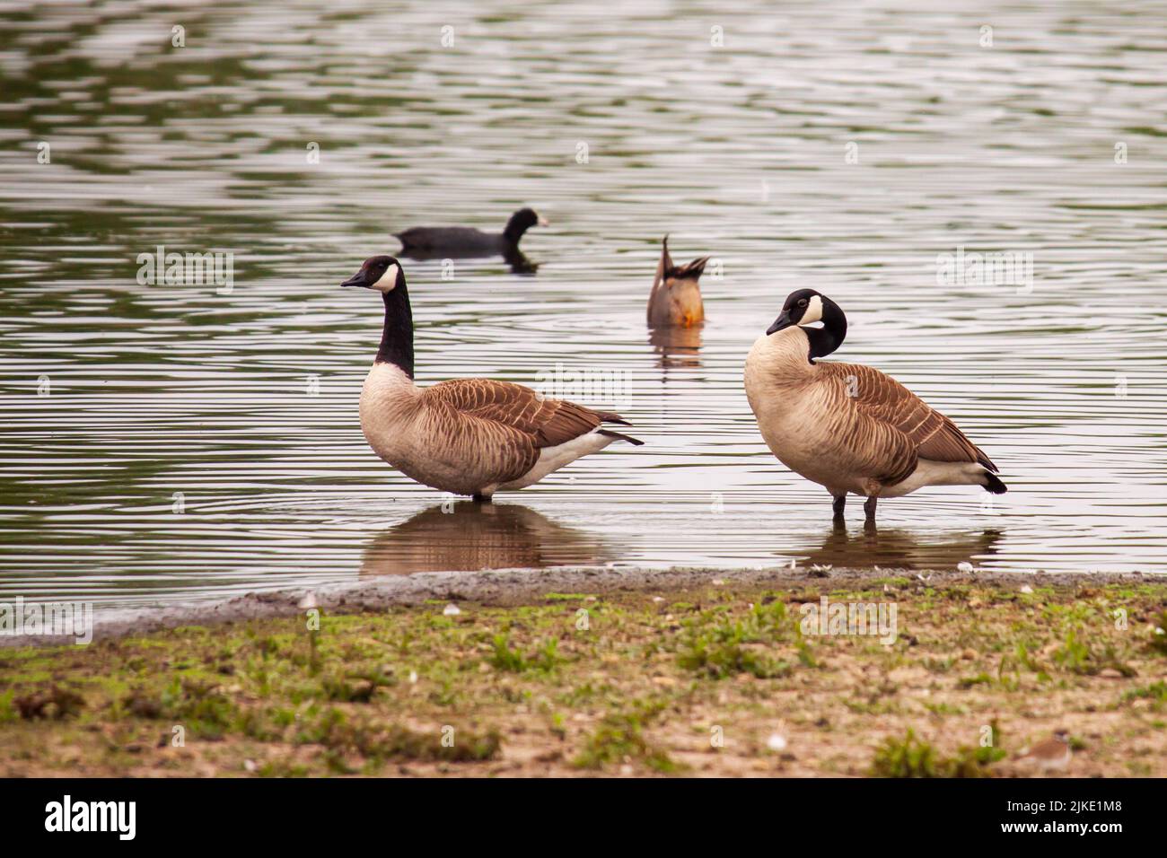 A scenic view of canada geese standing in the water in a rural area