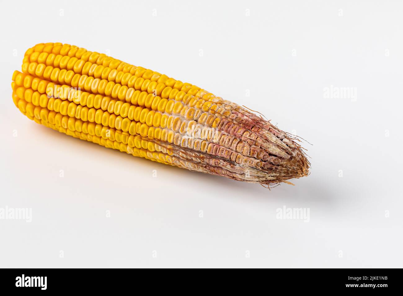 Gibberella ear rot on corn kernels. Fungus, mold, disease damage and
