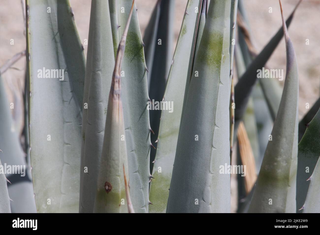 Gray rosetted incurved aculeately margined glabrous lanceolate leaves of Agave Deserti, Asparagaceae, native in the Anza Borrego Desert, Springtime. Stock Photo