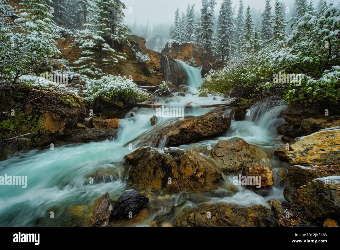 A summer winter storm that cover all of the green leaves with snow that ...