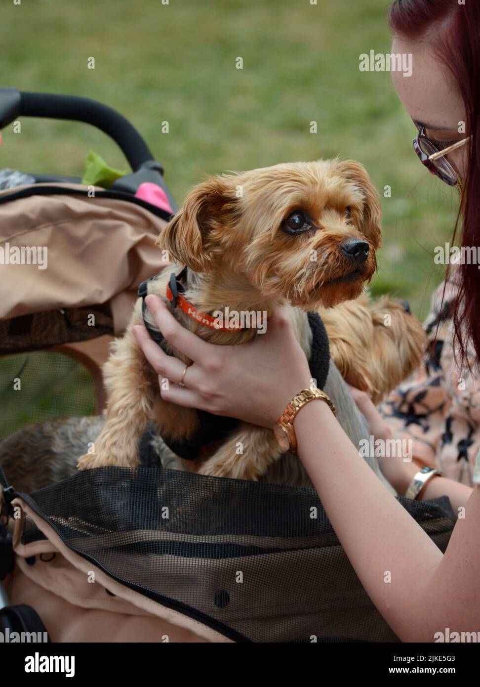 A young woman talks to her pet dog being transported in a baby carriage in Santa Fe, New Mexico. Stock Photo