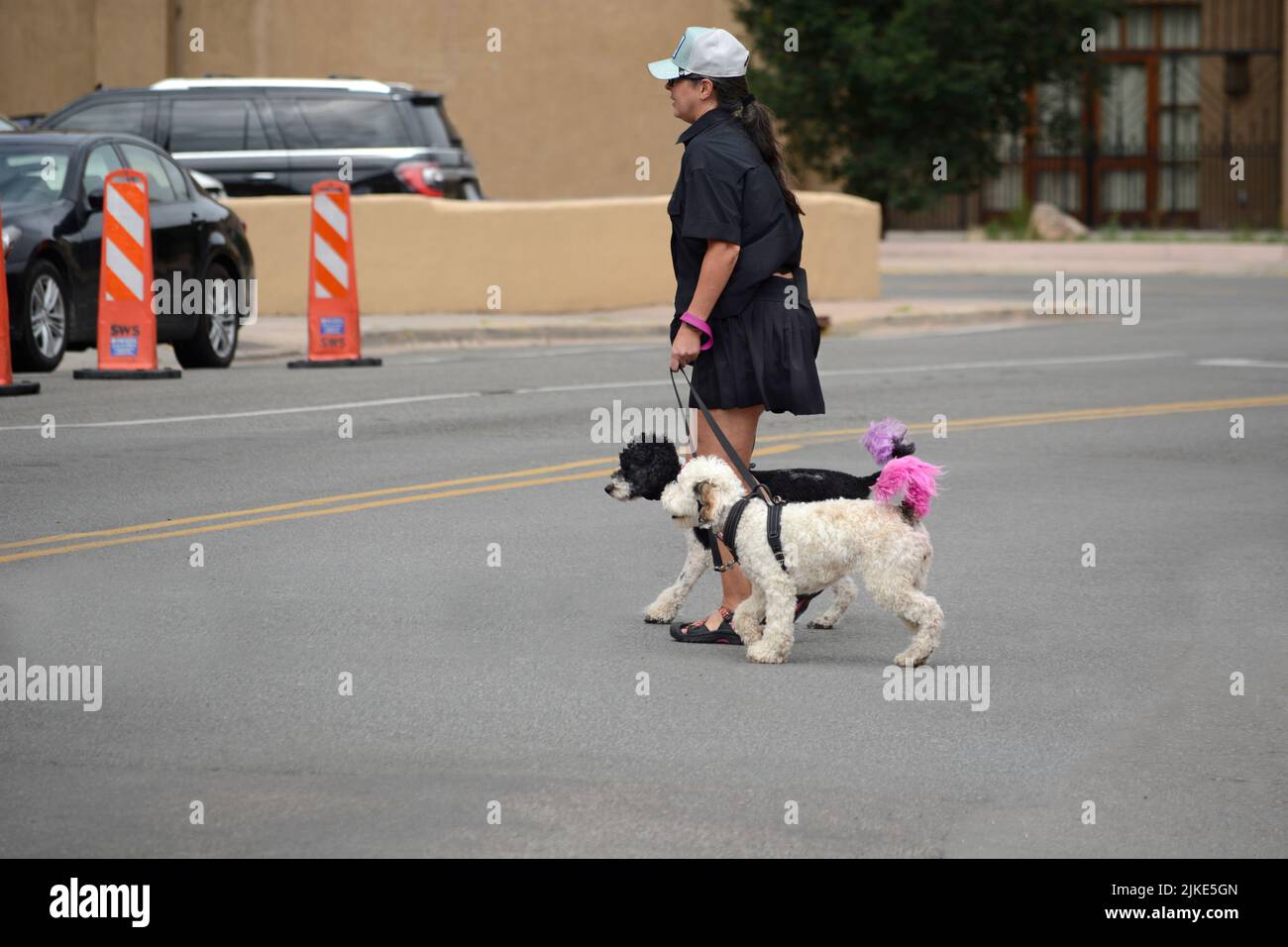 A woman crosses a street with her two pet dogs with colored tails in Santa Fe, New Mexico. Stock Photo