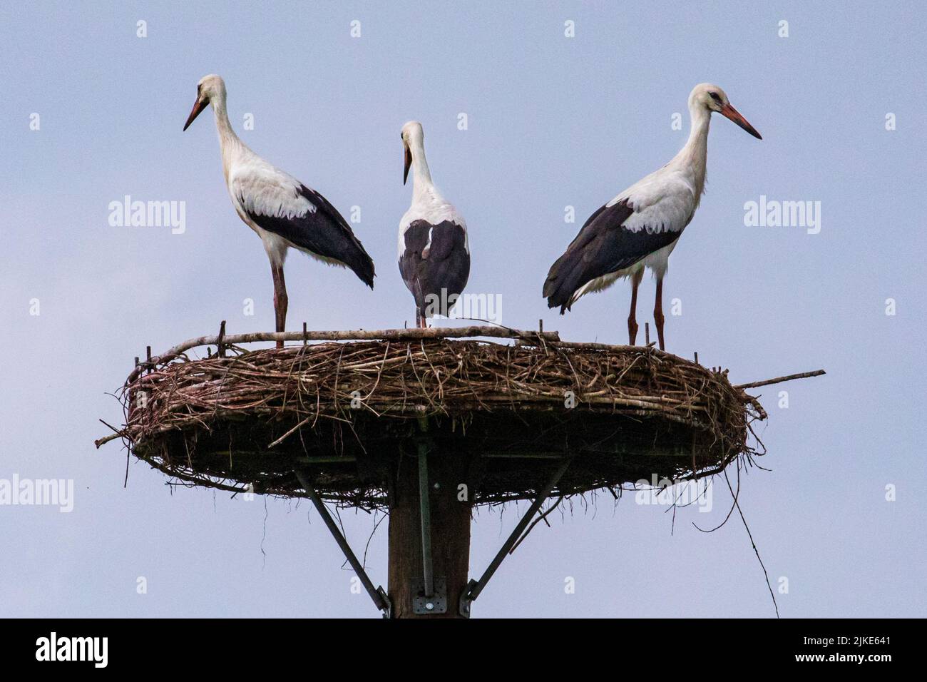 Dülmen, Münsterland, NRW, Germany. 1st Aug, 2022. The female with her two juveniles. A family of two adult white storks (Ciconia ciconia) with their two circa four months old juveniles, get ready to leave their nesting site before they will join a flock to start the long journey South for their winter migration in a few weeks. Both juveniles are now large enough to join their parents on daily flights and foraging trips in the area. Credit: Imageplotter/Alamy Live News Stock Photo