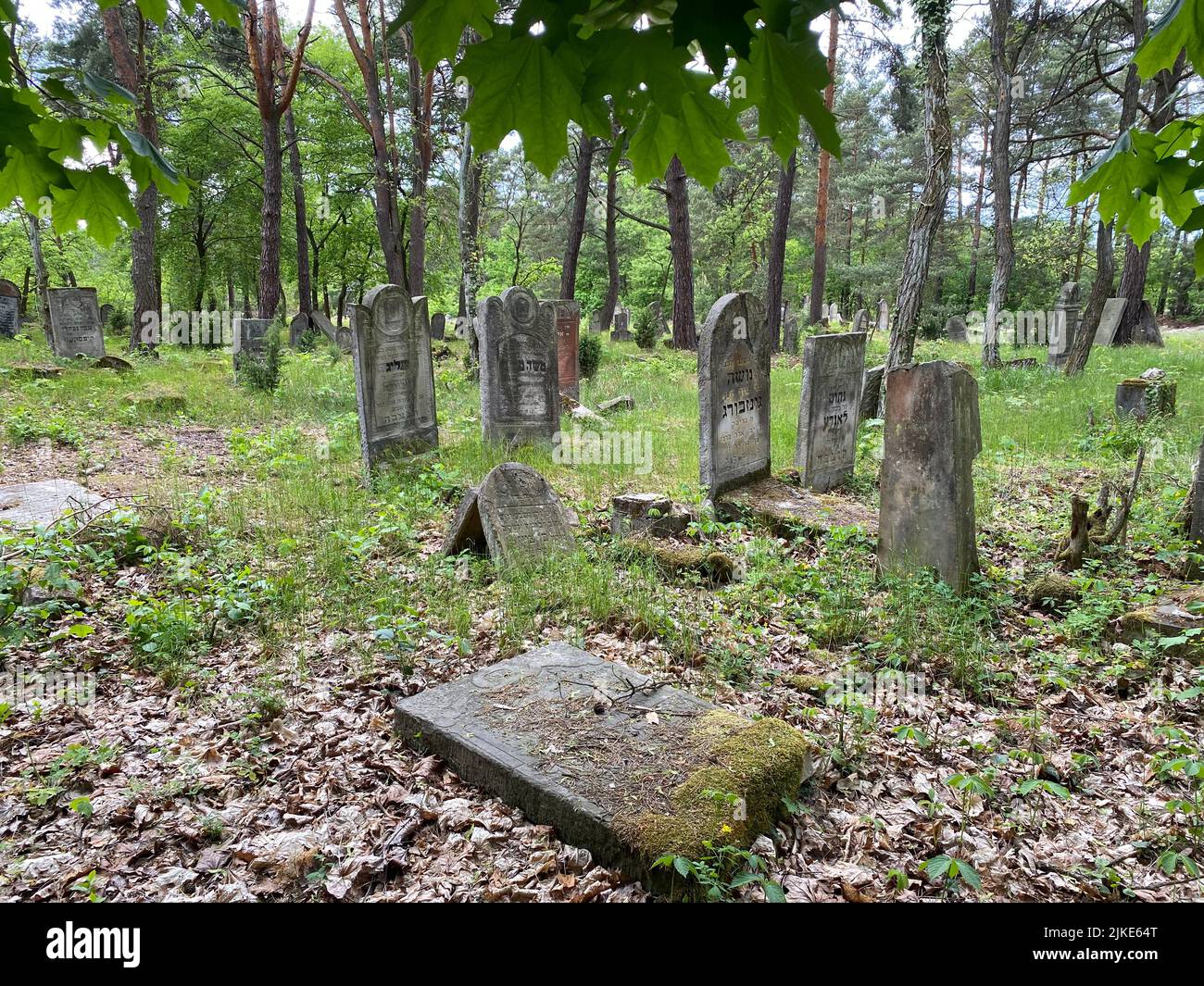 Ruins of the old Jewish cemetery in Otwock Poland cmentarz żydowski w Otwock headstones jewish graveyard jewish graveside beit kvarot jewish tombstone Stock Photo