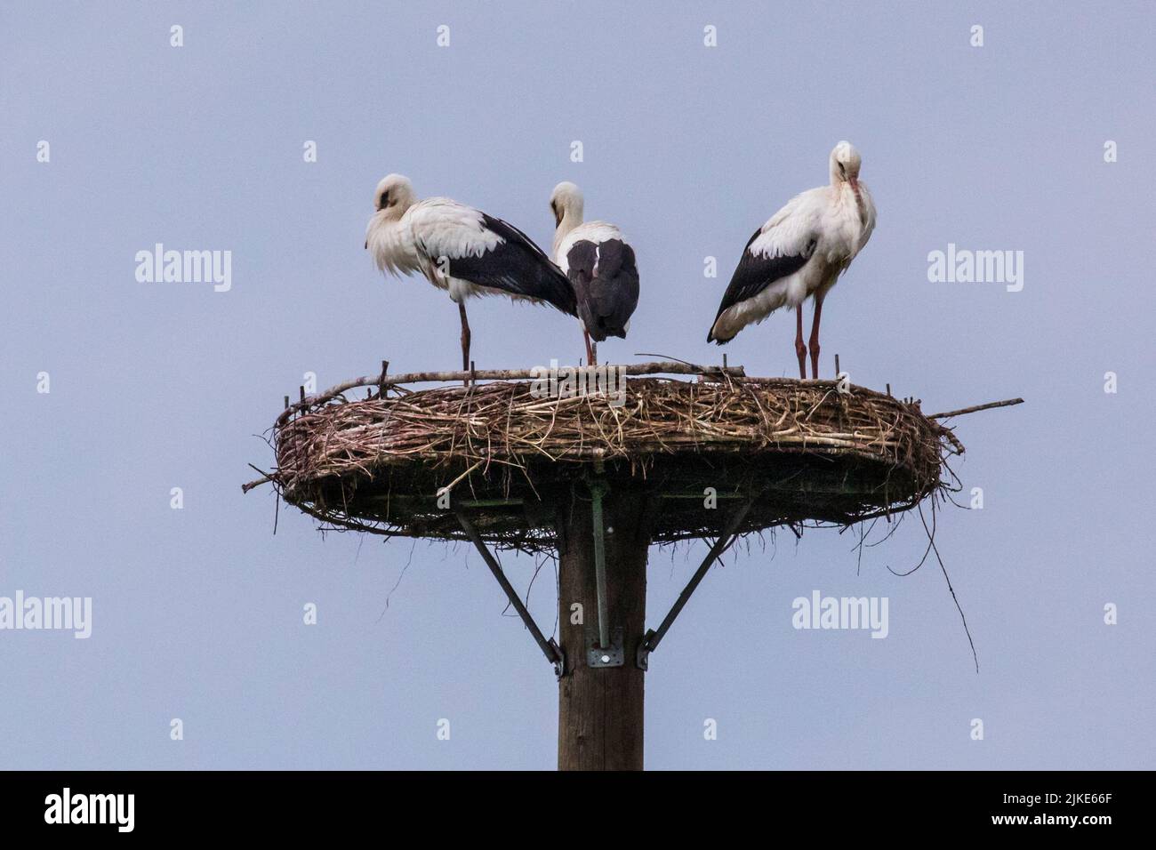 Dülmen, Münsterland, NRW, Germany. 1st Aug, 2022. The female with her two juveniles. A family of two adult white storks (Ciconia ciconia) with their two circa four months old juveniles, get ready to leave their nesting site before they will join a flock to start the long journey South for their winter migration in a few weeks. Both juveniles are now large enough to join their parents on daily flights and foraging trips in the area. Credit: Imageplotter/Alamy Live News Stock Photo