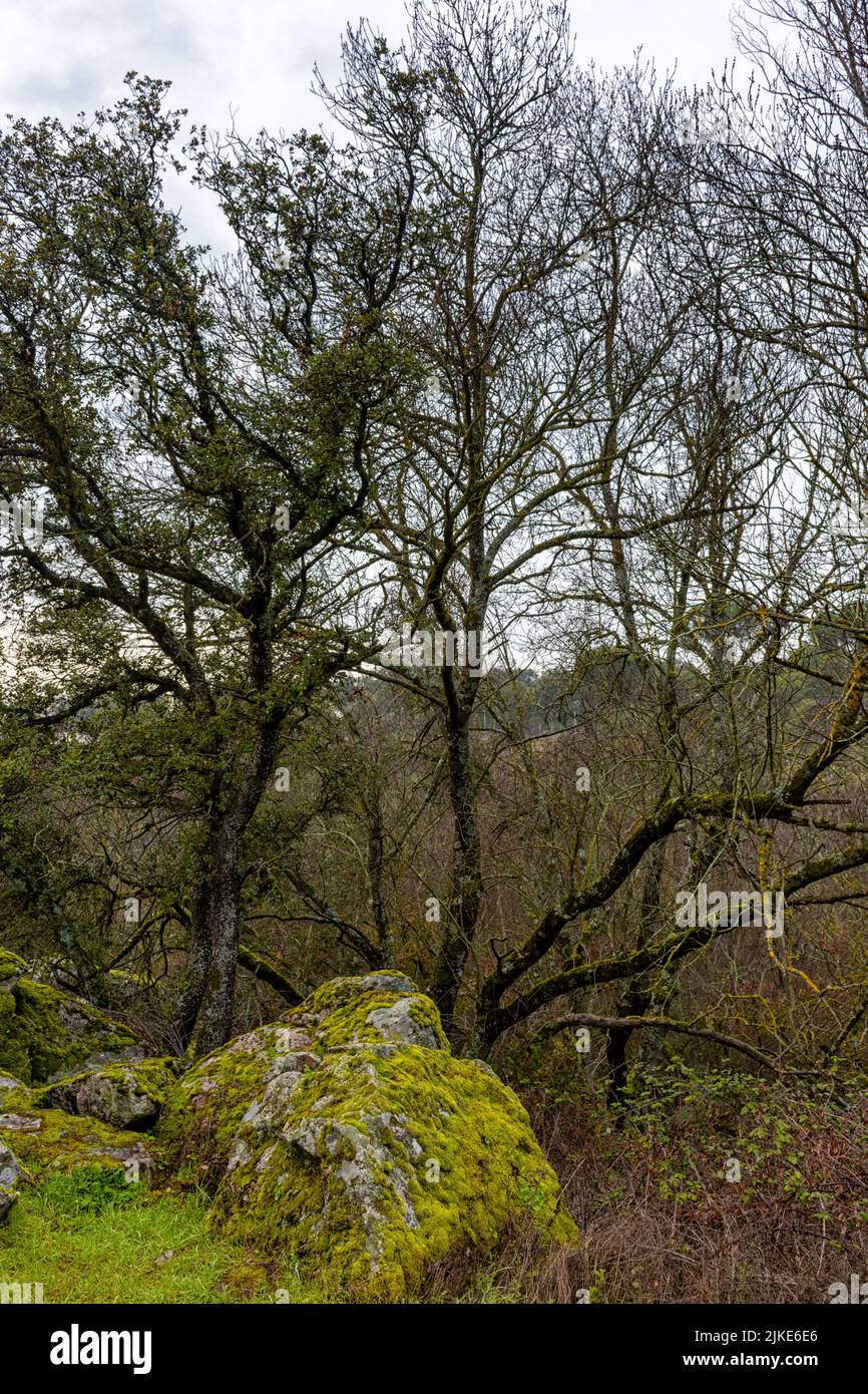 Plantas y vistas del Parque Regional del Curso Medio del río Guadarrama en la Comunidad de Madrid, España Stock Photo