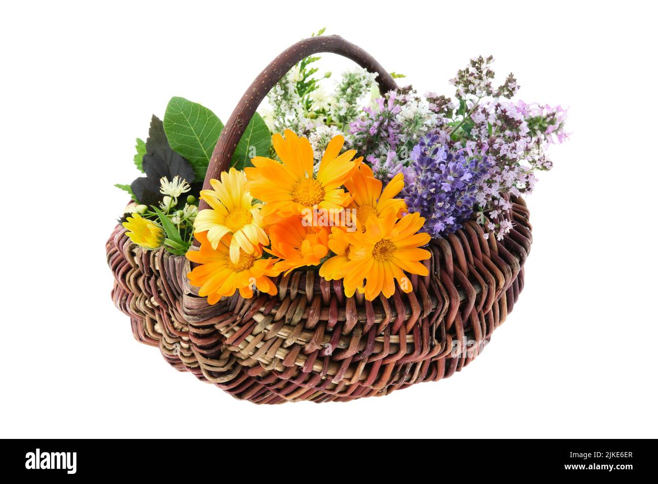 Basket full of healthy fresh medicinal herbs, isolated on white. Calendula, lavender, oregano, balm mint, melissa flowers. Alternative herbal medicine Stock Photo