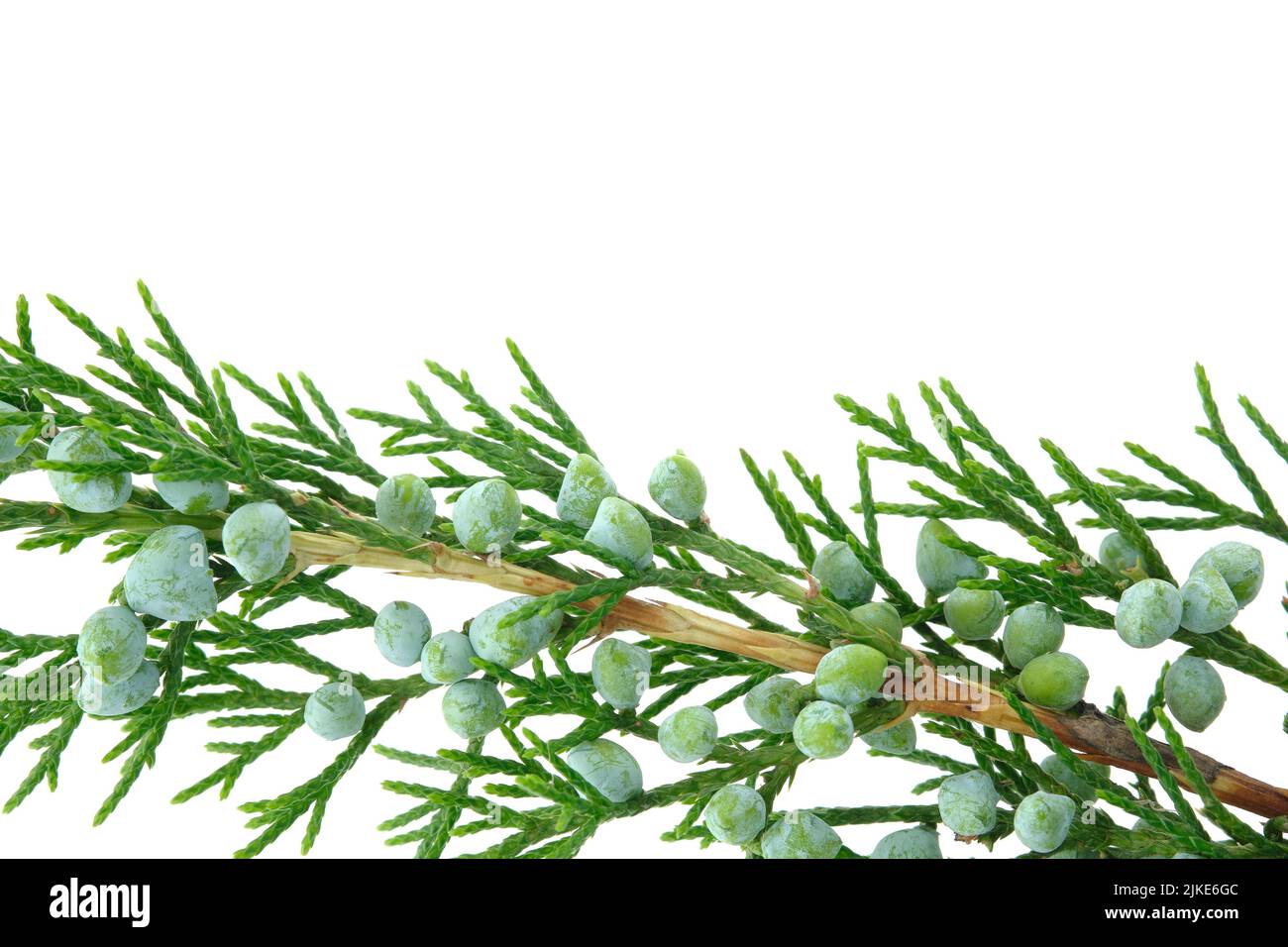 Juniper bush branch with berries isolated on white background. Stock Photo