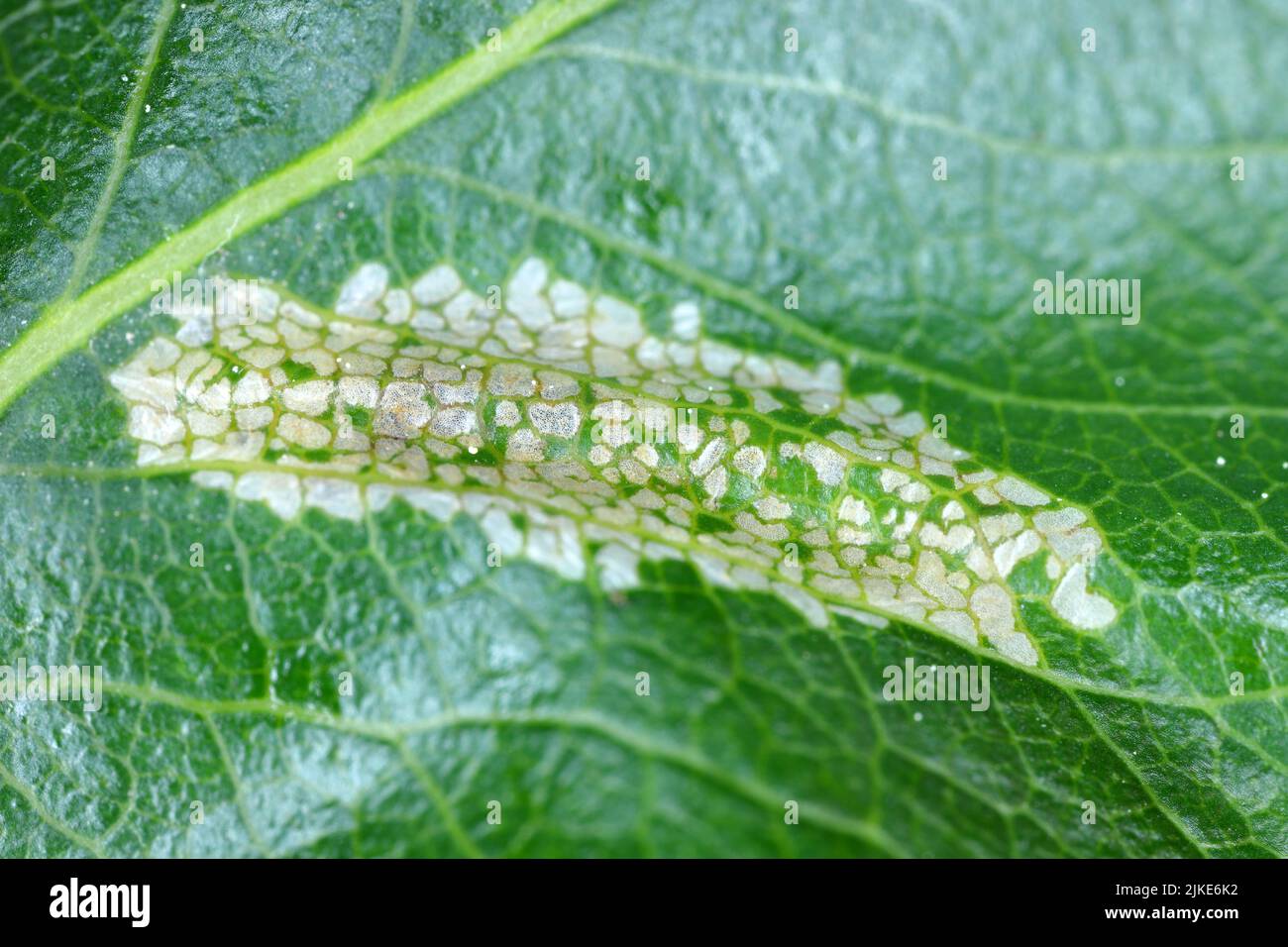 Spotted tentiform leafminer (Phyllonorycter blancardella). Feeding